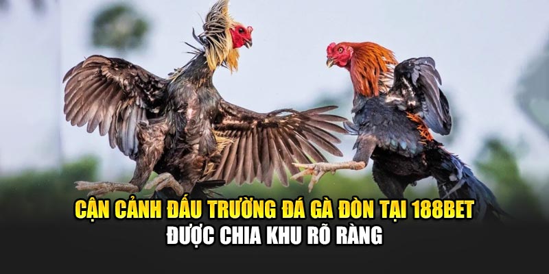 Cận cảnh đấu trường đá gà đòn tại 188Bet được chia khu rõ ràng