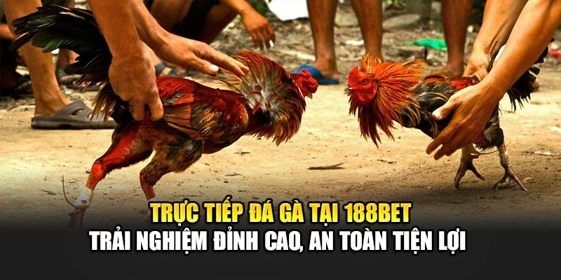 Trực tiếp đá gà tại 188BET – Trải nghiệm đỉnh cao, an toàn tiện lợi 