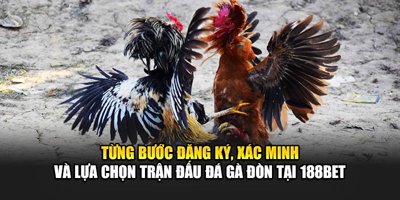 Từng bước đăng ký, xác minh và lựa chọn trận đấu đá gà đòn tại 188Bet